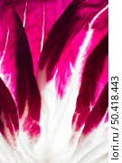 close up purple cabbage 4. Стоковое фото, агентство Ingram Publishing / Фотобанк Лори