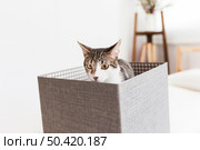 cat sitting box sniffing. Стоковое фото, агентство Ingram Publishing / Фотобанк Лори