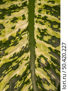 close up fascinating plant leaf. Стоковое фото, агентство Ingram Publishing / Фотобанк Лори
