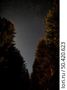 forest road evergreen trees sky with stars. Стоковое фото, агентство Ingram Publishing / Фотобанк Лори