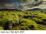 Icelandic moss cover volcanic rocks. Стоковое фото, агентство Ingram Publishing / Фотобанк Лори