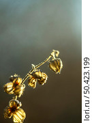 close up dried flowers. Стоковое фото, агентство Ingram Publishing / Фотобанк Лори