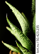close up green succuletn plant leaves. Стоковое фото, агентство Ingram Publishing / Фотобанк Лори