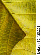 close up nerves yellow leaves. Стоковое фото, агентство Ingram Publishing / Фотобанк Лори
