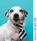 close up view cute dog concept 2. Стоковое фото, агентство Ingram Publishing / Фотобанк Лори