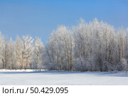 Зимний лес на берегу замёрзшей реки. Холодная погода. Деревья покрыты изморозью. Пойменный лес. Северная природа Сибири и Дальнего Востока России. Чукотка, Россия. Стоковое фото, фотограф Андрей Степанов / Фотобанк Лори
