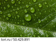 beautiful macro plant with rain drops 5. Стоковое фото, агентство Ingram Publishing / Фотобанк Лори