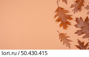 flat lay monochromatic leaves with copy space 6. Стоковое фото, агентство Ingram Publishing / Фотобанк Лори