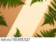 top view variety fern leaves with copy space. Стоковое фото, агентство Ingram Publishing / Фотобанк Лори