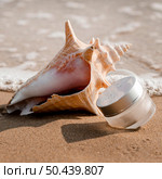 transparent skin care moisture recipient arrangement seashell. Стоковое фото, агентство Ingram Publishing / Фотобанк Лори