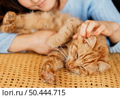 owner petting adorable cat 2. Стоковое фото, агентство Ingram Publishing / Фотобанк Лори