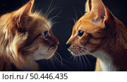 Two cats are looking directly at each other against a solid black backdrop, their expressions curious and attentive. Стоковое AI-изображение, AI-художник Данила Большаков / Фотобанк Лори