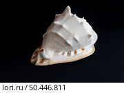 Морская раковина Cassis Cornuta на темном фоне. Вид большой морской улитки, хищного морского брюхоногого моллюска семейства шлемовидок Cassidae из рода шишаков Cassis. Стоковое фото, фотограф Анищенко Геннадий / Фотобанк Лори