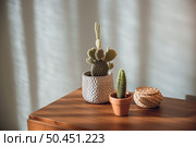 Cactus plants over a bedside table . Стоковое фото, агентство Ingram Publishing / Фотобанк Лори