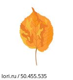 Autumn linden leaf. Leaf fall. Vector illustration. Стоковая иллюстрация, агентство Ingram Publishing / Фотобанк Лори