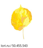 Autumn linden leaf. Leaf fall. Vector illustration. Стоковая иллюстрация, агентство Ingram Publishing / Фотобанк Лори