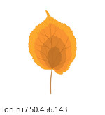 Autumn linden leaf. Leaf fall. Vector illustration. Стоковая иллюстрация, агентство Ingram Publishing / Фотобанк Лори