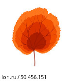 Autumn linden leaf. Leaf fall. Vector illustration. Стоковая иллюстрация, агентство Ingram Publishing / Фотобанк Лори