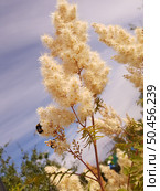 Sorbaria sorbifolia - Fieldfare blooms profusely in the summer. Стоковое фото, фотограф Володина Ольга / Фотобанк Лори