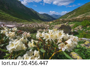 Mountain valley and rhododendrons flowers. Nature landscape composition. Стоковое фото, агентство Ingram Publishing / Фотобанк Лори