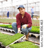 Smiling female gardener swaps pallets with young deren seedlings for full formation of plant. Стоковое фото, фотограф Яков Филимонов / Фотобанк Лори