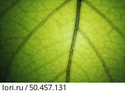 Macro of green leaf texture. Nature background. Стоковое фото, агентство Ingram Publishing / Фотобанк Лори