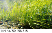 Clear shallow stream with underwater weed gently swaying. Стоковое фото, агентство Ingram Publishing / Фотобанк Лори