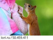 Белка Sciurus vulgaris. Белка выпрашивает еду у человека. Стоковое фото, фотограф Александр Тарасенков / Фотобанк Лори