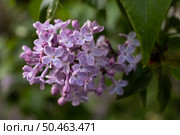 Фиолетовые цветы сирени обыкновенной. Syringa vulgaris. Стоковое фото, фотограф Евгений Зимин / Фотобанк Лори