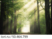 A pathway in the middle of the green leafed trees with the sun shining through the branches. Pathway in the middle of the green leafed trees with the sun shining through the branches. Стоковое фото, агентство Ingram Publishing / Фотобанк Лори