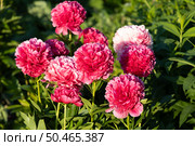 Flower double deep pink peony Mary Jo Legare, blooming paeonia lactiflora in summer garden. Стоковое фото, фотограф Ольга Сейфутдинова / Фотобанк Лори