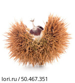 Chestnuts with shell isolated on white background. Стоковое фото, агентство Ingram Publishing / Фотобанк Лори