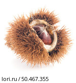 Chestnuts with shell isolated on white background. Стоковое фото, агентство Ingram Publishing / Фотобанк Лори