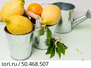 Limes inside metal bucket on the light green wooden table. Стоковое фото, агентство Ingram Publishing / Фотобанк Лори