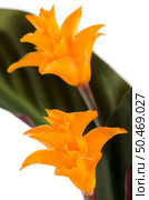 Closeup of Eternal flame flower (calathea crocata). Стоковое фото, агентство Ingram Publishing / Фотобанк Лори