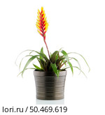 Yellow and red bromelia Flower on white background. Стоковое фото, агентство Ingram Publishing / Фотобанк Лори