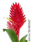 Red bromelia flower on white background. Стоковое фото, агентство Ingram Publishing / Фотобанк Лори
