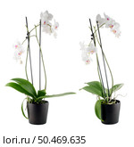White orchid in a white flowerpot on dark background. Стоковое фото, агентство Ingram Publishing / Фотобанк Лори