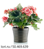 Pink begonia plant in a dark flowerpot on white background. Стоковое фото, агентство Ingram Publishing / Фотобанк Лори