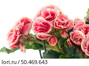 Pink begonia flowers on white background. Стоковое фото, агентство Ingram Publishing / Фотобанк Лори