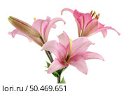 Beautiful pink lilies isolated on white background. Стоковое фото, агентство Ingram Publishing / Фотобанк Лори