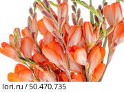 Beautiful lilies isolated on white background. Стоковое фото, агентство Ingram Publishing / Фотобанк Лори