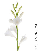 A fragment of white lilies ’ bunch on a white background. zephyranthes candida. Стоковое фото, агентство Ingram Publishing / Фотобанк Лори