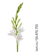 A fragment of white lilies ’ bunch on a white background. zephyranthes candida. Стоковое фото, агентство Ingram Publishing / Фотобанк Лори