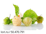 Physalis fruit (Physalis peruviana) on a white background. Стоковое фото, агентство Ingram Publishing / Фотобанк Лори