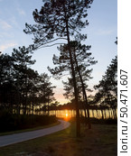 View of Pine trees forest at sunset. Sunset over the trees near the atlantic coast in Maceda, Ovar - Portugal. Стоковое фото, агентство Ingram Publishing / Фотобанк Лори