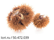 Chestnuts with shell isolated on white background. Стоковое фото, агентство Ingram Publishing / Фотобанк Лори