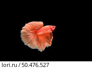 Beautiful colorful of siamese betta fish . Стоковое фото, агентство Ingram Publishing / Фотобанк Лори