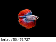Beautiful colorful of siamese betta fish . Стоковое фото, агентство Ingram Publishing / Фотобанк Лори