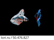 Beautiful colorful of siamese betta fish . Стоковое фото, агентство Ingram Publishing / Фотобанк Лори